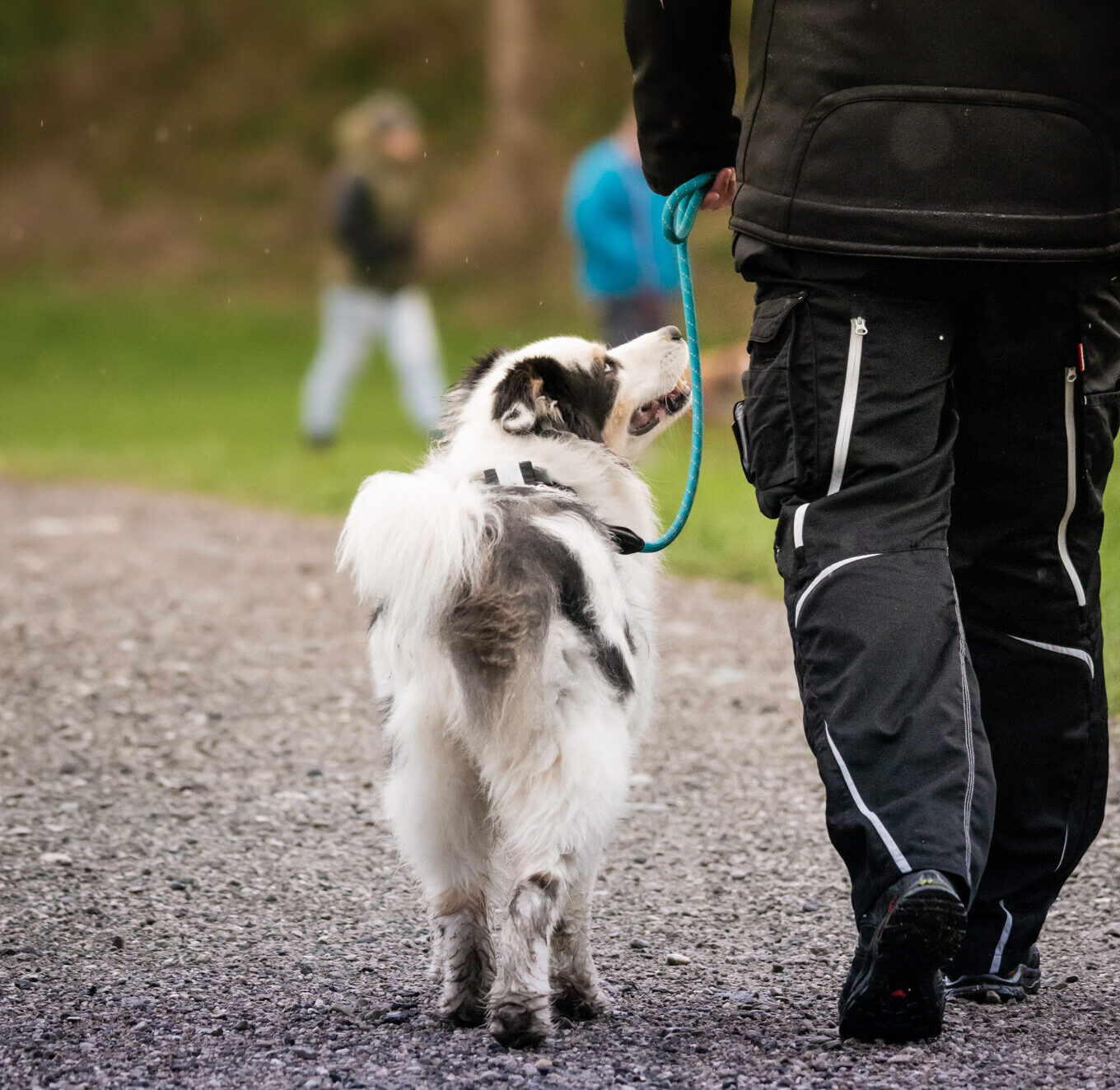cropped-cropped-Teamwork_Hundetraining_-23-1.jpg