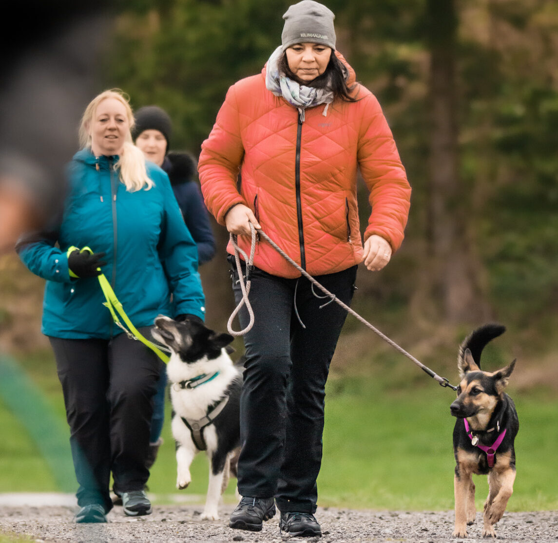 cropped-cropped-Teamwork_Hundetraining_-27-5-1.jpg